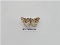 藏品(尺蛾594)的圖片